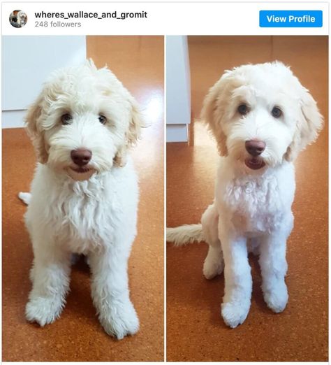 Doodle Haircuts to Swoon Over (TONS of Pictures!) Labradoodle Haircut, Labradoodle Grooming, Goldendoodle Haircuts, Goldendoodle Grooming, Puppy Haircut, Dog Grooming Styles, Mini Goldendoodle Puppies, Puppy Time, Puppy Grooming