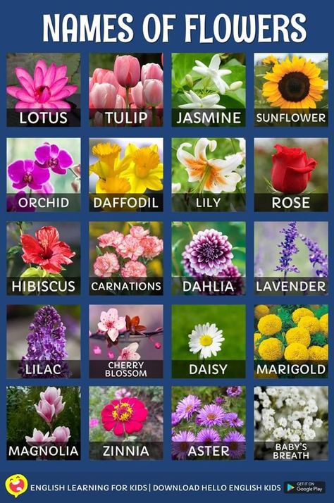 Pretty Flower Names, Names Of Flowers, Fruits Name In English, Different Kinds Of Flowers, Flower Chart, Different Types Of Flowers, Flower Guide, Flower Meanings, Simple Joys