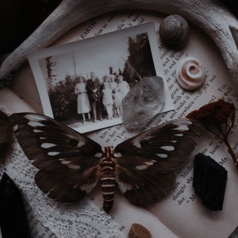 Deaths Head Moth Aesthetic, Red Moth Aesthetic, The Crimson Moth Aesthetic, Moth Pfp Aesthetic, Moth Aesthetic Dark, Insect Aesthetic, Moths Aesthetic, Gothic Moodboard, Heartless Hunter