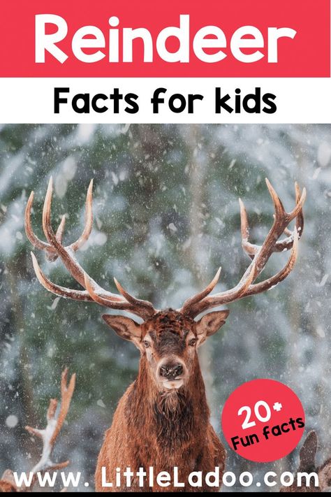 Reindeer facts for kids Reindeer Facts, Fun Facts About Animals, Christmas Teaching, Christmas Writing, Hamster Wheel, Nature School, Nocturnal Animals, Did You Know Facts, Christmas Activities For Kids