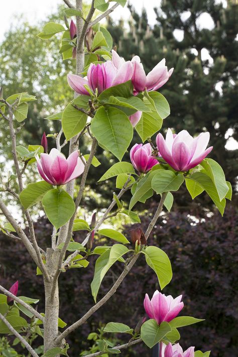 Rose Marie Magnolia is a fantastic new hybrid, valued for its prolific, very late and long blooming habit. Frost-hardy buds open to large, exquisitely shaped, bright pink blooms with a lemony fragrance, providing a show for up to six weeks in spring, nearly four weeks after other varieties. Deep green late spring and summer foliage. Deciduous. Zone 5-8 Monrovia Plants, Magnolia Tree, Plant Catalogs, Specimen Trees, Rose Marie, Front Landscaping, Spring Tree, Magnolia Trees, Woodland Garden