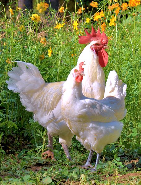 Country Living ~ His and Her chickens                                                                                                                                                     Más Best Egg Laying Chickens, Egg Laying Chickens, Fancy Chickens, Beautiful Chickens, Hen Chicken, Chicken Art, Chickens And Roosters, Chicken Breeds, Hens And Chicks