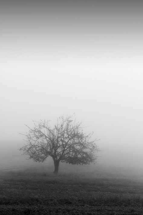 Morning Fog, Different World, Middle Of Nowhere, The Middle, Wallpapers, Black And White, Collage, Pins, White