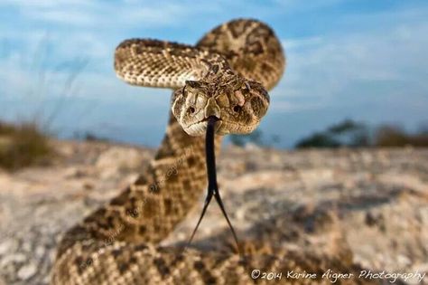 . Snake Science, Three Snakes, Eastern Diamondback Rattlesnake, Rattlesnake Tattoo, Mojave Rattlesnake, Godzilla Costume, Western Diamondback Rattlesnake, Desert Drawing, Texas Nature