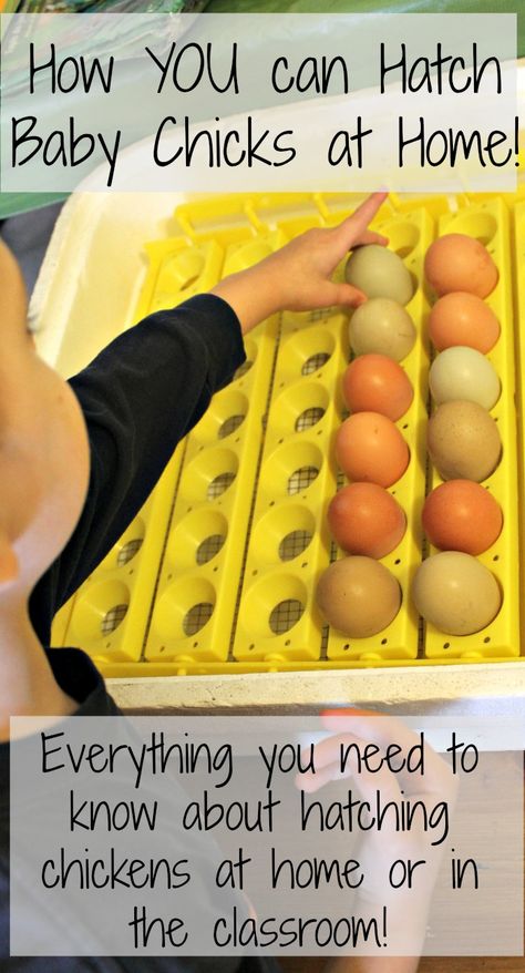 Exploring, creating, and discovering is how we learn! Focusing on creative learning activities for kids! Hatching Chickens, Hatch Baby, Hatching Chicks, Egg Incubator, Keeping Chickens, Hatching Eggs, Baby Chickens, Chicken Lady, Chicken House