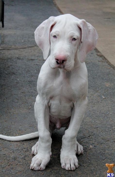 Gray Great Dane, Great Dane Spotted, Great Dane Tattoo, Puppy Great Dane, Great Dane Colors, White Great Dane, Black Great Dane, Tattoo Animal, Dane Puppies