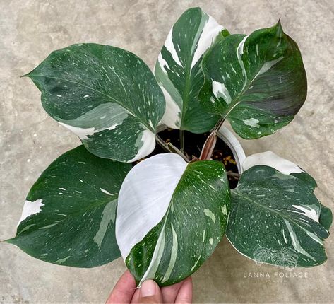 White Knight Plant, White Wizard Philodendron, Plant For Beginners, Philodendron White Knight, Gardening Australia, Plants For Beginners, Easy House Plants, Plant Goals, Philodendron Plant