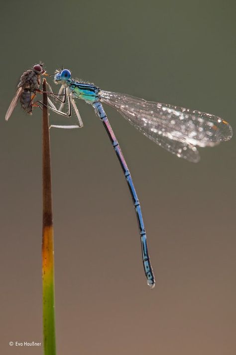 Tanaman Air, Dragonfly Images, Dragonfly Photography, Dragonfly Photos, Dragon Flys, Dragonfly Insect, Insect Photography, Dragonfly Dreams, Wildlife Photographer