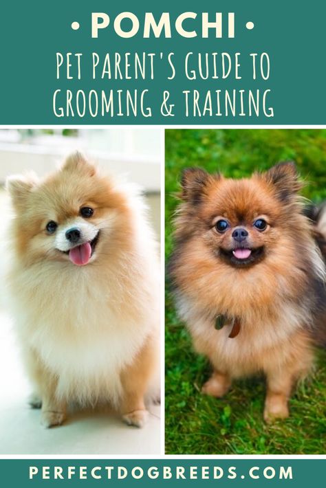 Pomchi Haircut, Pomchi Dogs, Pomchi Puppies, Chihuahua Breeds, Animal Advocacy, Mixed Breed Dogs, Chihuahua Mix, Pomeranian Puppy, Pomeranian Dog