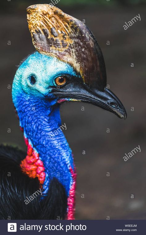 Cassowary Drawing, Cassowary Art, Animal Reference Photos, Cassowary Bird, Weird Birds, Rainforest Habitat, Animal Learning, 120 Pounds, Flightless Bird