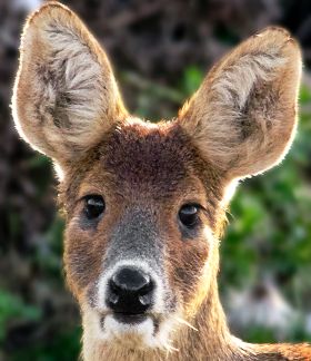 http://www.bds.org.uk/index.phpA newborn Chinese water deer is so small it can almost be held in the palm of the hand.Chinese water deer is a small species. Both adult males (bucks) and females (does) sexes only reach a height of 50 – 55 cm at the shoulder and weigh 11 – 18 kg. Chinese Water Deer, Animal Character Design, Trendy Tattoo Ideas, Water Deer, Deer Ears, Deer Species, Deer Illustration, Trendy Tattoo, Deer Family