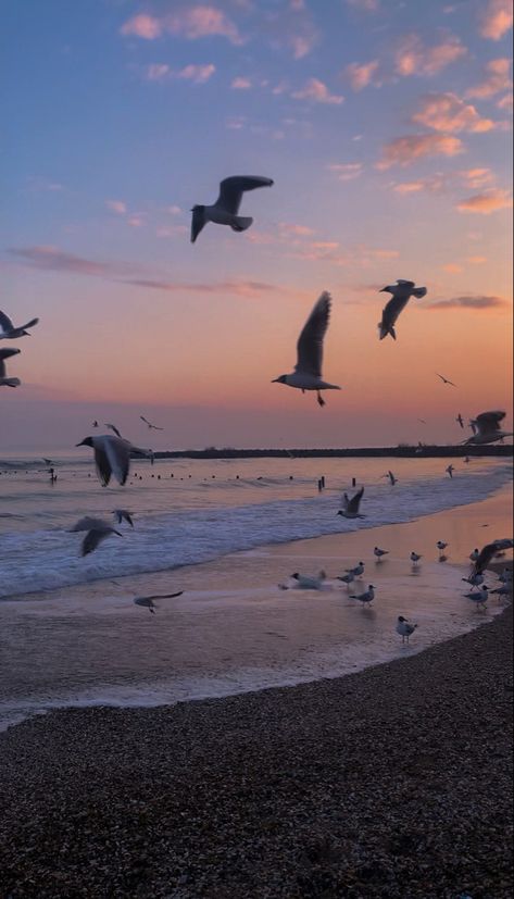 The Paper Palace Book Aesthetic, Birds Aesthetic Wallpaper, Where The Crawdads Sing Wallpaper, Sea Side Aesthetic, Sea Vibes Aesthetic, Sunrise Aesthetic Wallpaper, Odessa Aesthetic, Seagulls Aesthetic, Where The Crawdads Sing Aesthetic