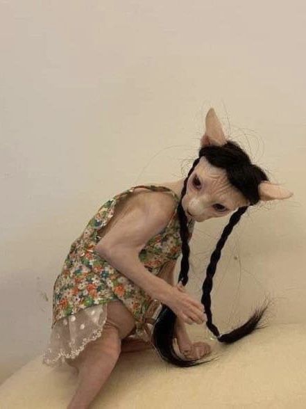 Hairless Cat Funny, Cute Hairless Cat, Sphinx Cat, Hairless Cat, Cat Dresses, Sphynx Cat, Silly Animals, Cat Aesthetic, Sphynx