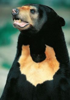 The Sun Bear, sometimes called the honey bear, is the smallest and least studied member of the bear family. Today, the sun bear exists in forests throughout Southeast Asia.  Because they are so rare, research on sun bears is difficult. Malayan Sun Bear, Asian Black Bear, Sloth Bear, Honey Bear, Love Bear, Black Bear, Animal Planet, Panda Bear, Cute Creatures