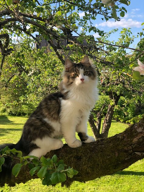 #animal #cat #cutecat #mainecoon #raddoll #norwegianforestcat #aesthetic Outside Cat Aesthetic, Cat Forest Aesthetic, Cute Mainecoon Cat, Outdoor Cat Aesthetic, Cat In Nature Aesthetic, Cat In Forest Aesthetic, Norwegian Forest Cat Aesthetic, Maine Coone Aesthetic, Mainecoon Cat Aesthetic