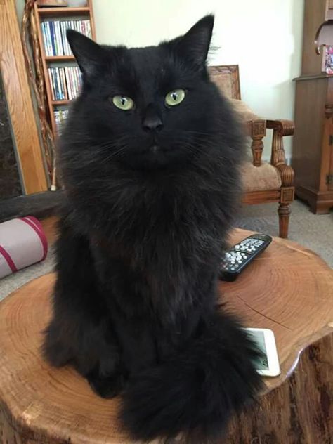 Black Siberian Cat Siberian Black Cat, Black Siberian Cat, Chantilly Tiffany Cat Black, Siberian Cat Black, Fluffy Black Cats, Black Long Haired Cat, Fluffy Black Cat, Black Cat Aesthetic, Siberian Cat