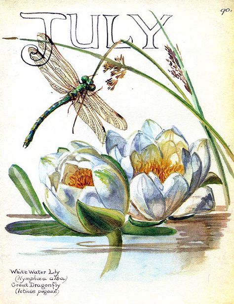 pagewoman: July by Edith Holden Country Diary Of An Edwardian Lady, Edith Holden, Nature Sketch, Fear Of Flying, Illustration Botanique, Journal Vintage, Literature Art, Nature Journal, Book Plates