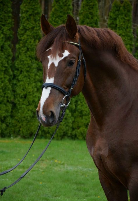 Liver Chesnut Horses, Liver Chestnut Horse Jumping, Dark Chestnut Horse, Liver Chestnut Horse, Dark Brown Horse, Liver Chestnut, Horse Standing, Horse Markings, Equestrian Aesthetic