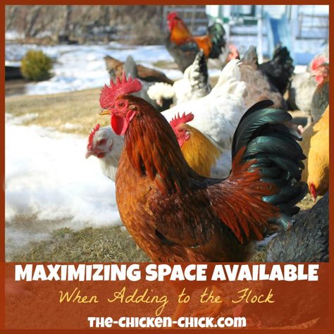 Chicken Math, Bantam Chickens, Chicken Keeping, Coop Design, Chicken Run, Backyard Flocks, Chicken Chick, Chicken Garden, Keeping Chickens