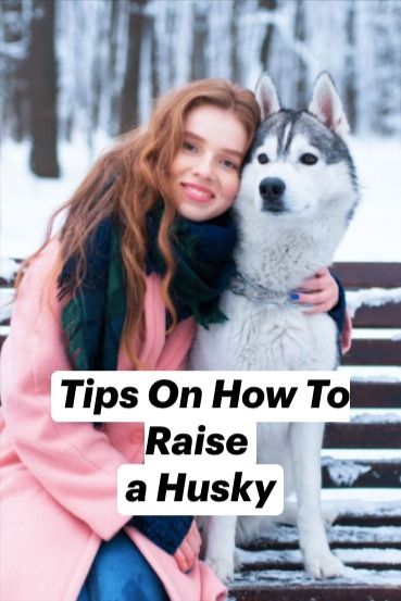 The Best Tips On How To Raise a Husky Husky Puppy Training, Haski Dog, Husky Facts, Husky Breeds, Husky Owner, Dog Fun, My Husky, Hiking Dogs, Puppy Training Tips