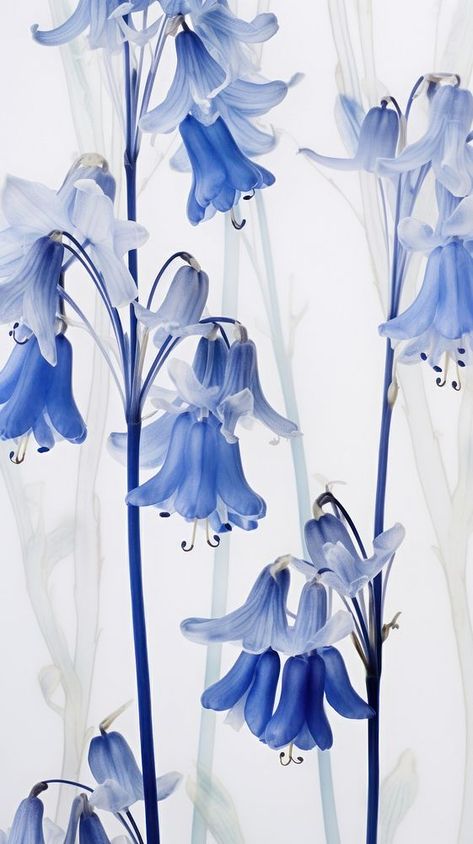 Blue Bell Aesthetic, Blue Bell Flowers Drawing, Bluebells Aesthetic, Wallpaper Aesthetic Tulips, Tulip Flower Wallpaper, Bluebell Wallpaper, Tulips Wallpaper Aesthetic, Bluebells Flower, Wallpaper Tulips