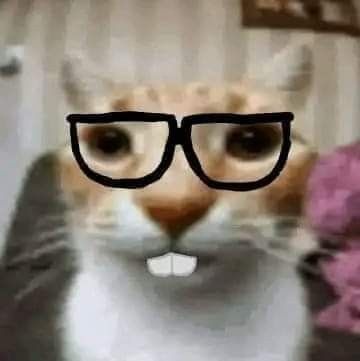 Hapi Hapi Hapi Cat, Nerd Cat, Roblox Art, Cat Pfp, Bead Loom Bracelets, Cat Icon, Im Going Crazy, Silly Pictures, Silly Cats