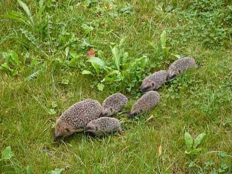 Baby Hedgehogs, Cute Posts, British Wildlife, Cute Hedgehog, Sweet Animals, Rodents, Animal Photo, Nature Animals, Animals Friends