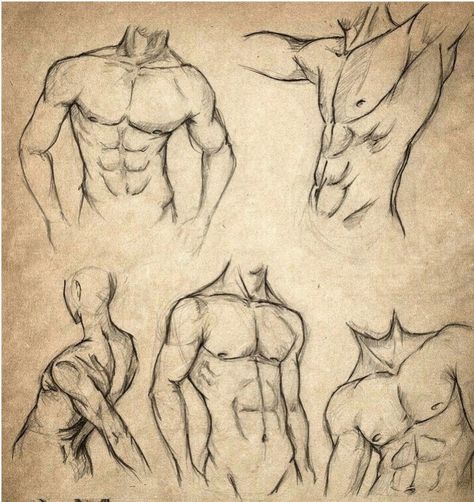 Male Body Drawing, Body Drawing Tutorial, Human Anatomy Drawing, Body Sketches, Human Anatomy Art, Anatomy Sketches, Different Poses, Drawing Faces, Character Sketches