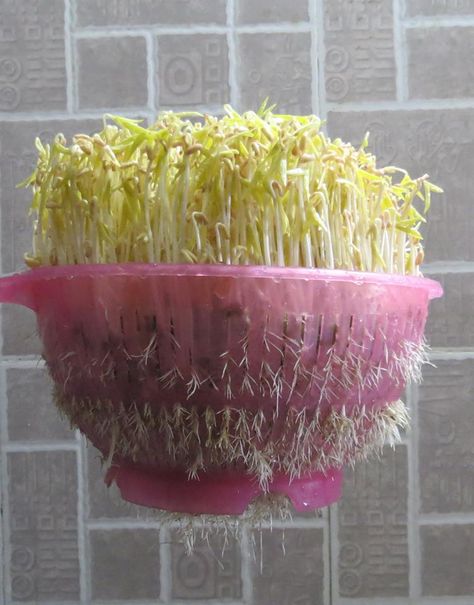 Good idea for easy way to grown your own bean sprouts. Sprouts Recipes Indian, Microgreens Garden, Black Hydrangea, Grow Microgreens, Growing Sprouts, Micro Garden, Alocasia Plant, Micro Greens, Healthy Food Menu