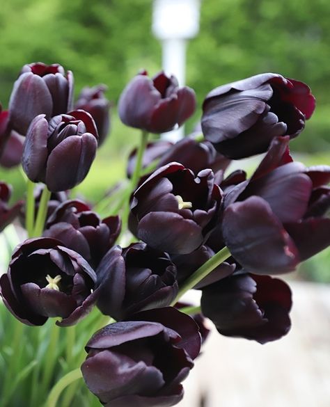 Tulips Queen Of The Night, Queen Of The Night Tulip Aesthetic, Queen Of The Night Tulip Bouquet, Black Tulip Meaning, Queen Of Night Tulip, Tulip Queen Of The Night, Queen Of The Night Tulip, Dark Tulips, Floral Herbs