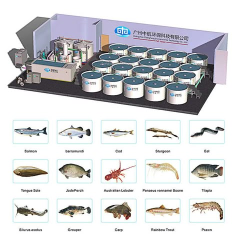 Guangzhou factory price custom made indoor outdoor ras tilapia catfish shrimp farming equipment complete set | Alibaba.com Indoor Fish Farm, Biofloc Fish Farming Ideas, Ras System, Aquaculture Fish Farming, Tilapia Fish Farming, Luxury Bunkers, Aquaculture Aquaponics, Aquaculture Fish, Hydroponic Gardening System