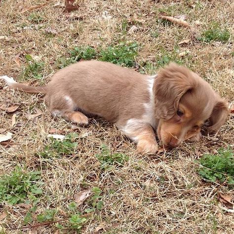 The cutest isabella and tan piebald dapple longhaired miniature dachshund in the world, Henry Jameson. :) Piebald Dachshund, Miniature Dachshund, Wiener Dog, Sausage Dog, Cute Little Animals, Dachshund, Fur Babies, The Cutest, Puppies