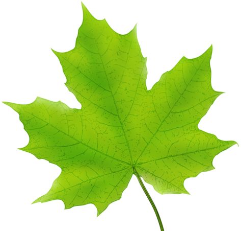 Painting Ideas Easy Simple Aesthetic, Maple Leaf Clipart, Leaf Clip Art, Leaves Clip Art, Green Maple Leaf, Painting Ideas Easy Simple, Green Png, Leaf Projects, Painting Ideas Easy