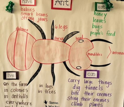 Ant Lesson, Insect Project, Insects Kindergarten, Kindergarten Inquiry, Kindergarten Vocabulary, Are You My Mother, Insect Crafts, Nature Walk, Arthropods