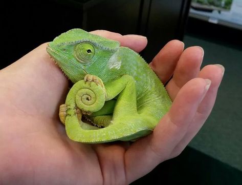 Chameleon showing off his tail! Baby Chameleon, Veiled Chameleon, Cute Lizard, Rabbit Cages, Cute Reptiles, Terraria, Reptiles And Amphibians, Cute Creatures, Gecko