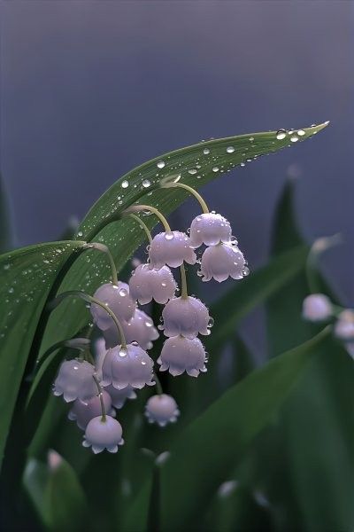 Lily Of The Valley Reference Photo, Lily Of The Valley Pictures, Lily If The Valley, Lily Of The Valley Aesthetic, Friends Poetry, Pretty Flowers Pictures, Birds Photography Nature, Purple Lily, Lilies Of The Valley