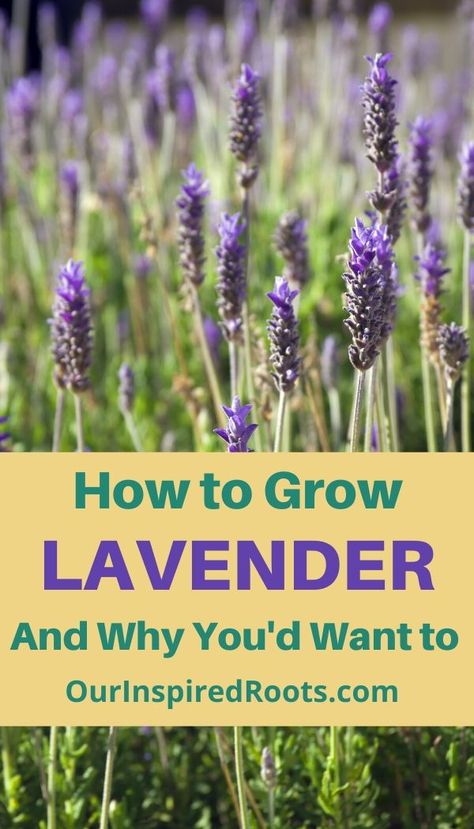 Want to improve your health with the amazing benefits of lavender? This herb is a staple in my garden for its many uses. Learn how awesome it is and how to grow it now. You can grow lavender indoors, in pots, and outdoors in your herb garden. #lavender #herbs