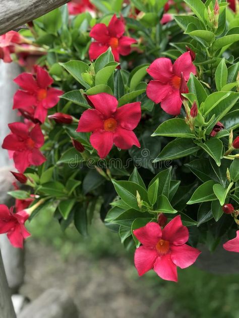 Dipladenia Rio. Red `Dipladenia Rio` flower growing in the pot #Sponsored , #AD, #Paid, #Rio, #pot, #growing, #Dipladenia Flower Growing, Beautiful Leaves, To Autumn, Branding Business, Business Card Branding, Growing Flowers, Flower Beds, Backyard Garden, Design Branding