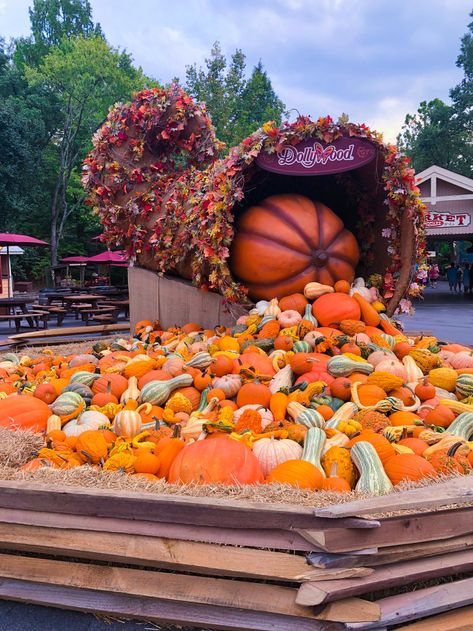 Harvest Festival Food, Pumpkin Spice Milkshake, Pumpkin Tree, Fun Halloween Treats, Harvest Fest, Giant Pumpkin, Pumpkin Display, Great Pumpkin, Thanksgiving Day Parade