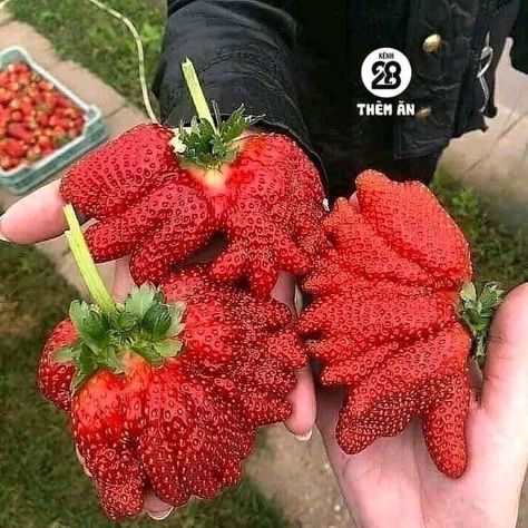 Big Strawberry, Famous Interior Designers, Bohemian Interior Design, Interior Design Website, Beautiful Fruits, Scandinavian Interior Design, I Want To Eat, Strawberry Recipes, Food Obsession