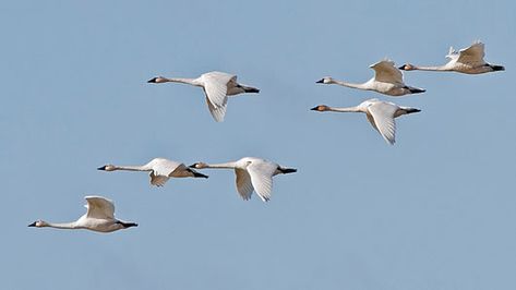 Swan Flying, Raymond Lee, Bird Migration, Late At Night, Night Photo, Flock Of Birds, Natural Scenery, Swans, Bird Art