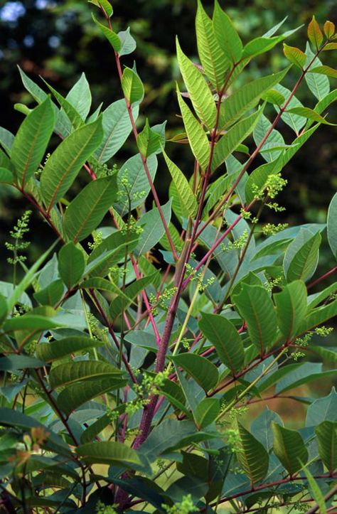 Avoiding Rash Decisions: A Guide to Plants You Shouldn’t Touch | Summer 2009 | Center for Northern Woodlands Education – One of the more mysterious plants in the Northeast, poison sumac (Toxicodendron vernix) is a small tree/large shrub, branched at the base, with compound leaves and grayish-white fruit. Unlike the staghorn sumac in your backyard that has serrated leaflets and hairy bark, poison sumac has smooth leaf edges and smooth bark. Poison Sumac Plant, Poison Sumac, University Of Vermont, Seed Dispersal, Poison Oak, About Plants, Poisonous Plants, Poison Ivy, Survival Prepping