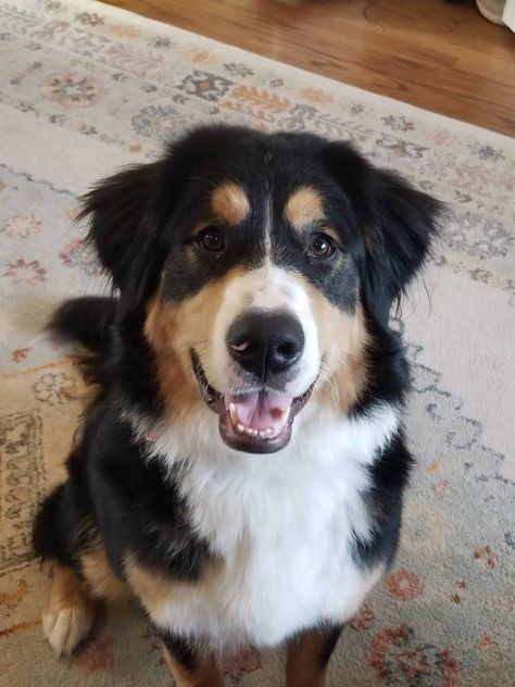 1 year old Golden Mountain Dog Golden Mountain Dog, Bernese Mountain Dog Mix, Golden Mountain, Cats House, Golden Retriever Mix, Dog Mixes, Mountain Dog, Bernese Mountain, Sweet Dogs