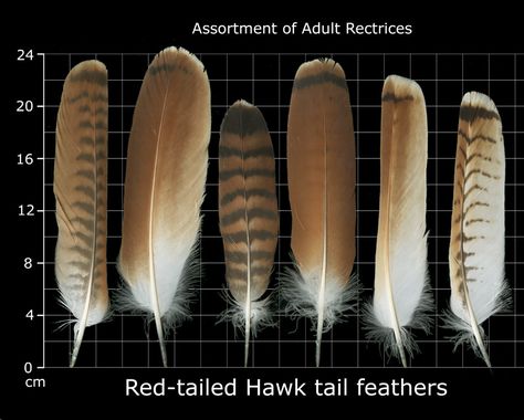 Red-tailed Hawk tail feathers                                                                                                                                                      More Red Tail Hawk Feathers, Feather Identification, Hawk Feather, Feather Meaning, Hawk Feathers, Types Of Feathers, Hawk Tattoo, Owl Feather, Eagle Feathers