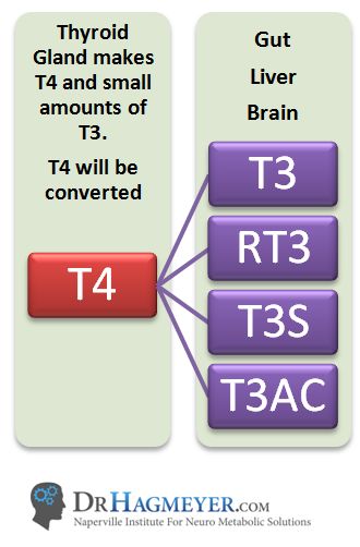 www.DrHagmeyer.com A healthy thyroid produces the following hormones: T4, T3, T2, T1 and calcitonin. T4, is the inactive form of the hormone and the most abundant, and must be converted to T3, the active hormone. But there’s another Thyroid hormone produced by the thyroid called RT3 or Reverse T3. It comes from the conversion of the storage hormone T4. While its… Thyroid Diet Plan, Low Thyroid Symptoms, Symptoms Of Thyroid Imbalance, Enlarged Thyroid, Pcod Thyroid Diet Plan, Thyroid Issues Signs, Thyroid Remedies, Hypo And Hyper Thyroidism, Thyroid Healing