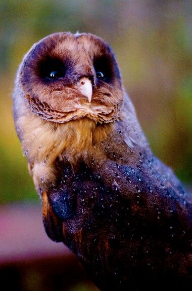 Black barn owl Melanistic Barn Owl, Owls At Night, Black Barn Owl, Barn Owl Pictures, Barn Owls, Black Owl, Black Barn, Pretty Animals, Cute Wild Animals