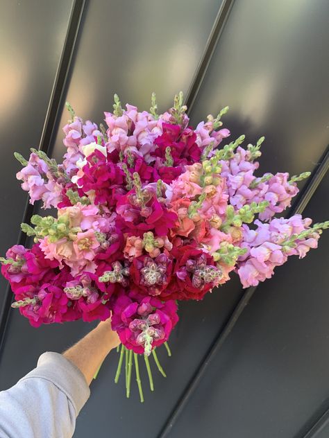 Snap Dragons Bouquet, Snapdragon Flowers Aesthetic, Snapdragon Wedding Bouquet, Snapdragon Flowers Bouquets, Snapdragons Bouquet, Snapdragon Wedding, Snapdragon Bouquet, Pretty Bouquets, Simple Bouquet