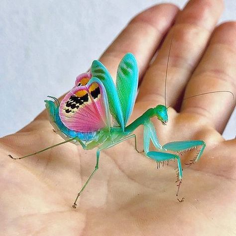 Stunning And Colorful Mantises (12 Images) Cool Insects, Cool Bugs, Beautiful Bugs, Praying Mantis, Creepy Crawlies, Insect Art, Pretty Animals, Arachnids, Bugs And Insects