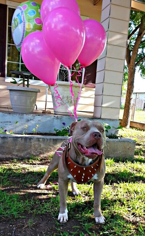 Gender reveal with dog Gender Reveal Ideas Dog, Gender Reveal Ideas With Dog, Dog Gender Reveal Ideas, Gender Reveal With Dog, Yellow Gender Reveal, Dog Gender Reveal, Friends Gender Reveal, Pink Blue Gender Reveal, Gender Reveal Photoshoot