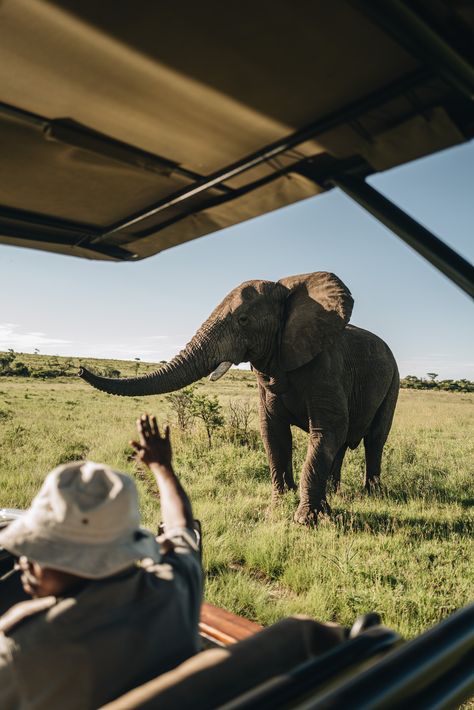 Safari Reise Guide: Alle Infos zu Kosten, Unterkunft, Reiseorganisation, Ablauf & Co. in Südafrika! #safari #safarireise #reiseguide #südafrika #gamedrive #fashiioncarpet South Africa Vacation, South Africa Wildlife, Botswana Safari, Safari Photography, South Africa Safari, Safari Travel, Africa Do Sul, South Africa Travel, Africa Safari